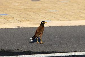 aves en un para niños ciudad parque en el costa en Israel. foto