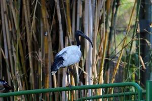 aves en un para niños ciudad parque en el costa en Israel. foto