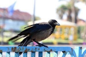 Birds in a children's city park on the seashore in Israel. photo