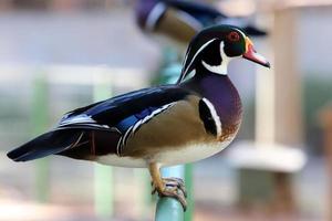 Birds in a children's city park on the seashore in Israel. photo