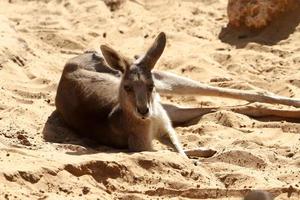 The marsupial mammal kangaroo lives in a zoo in Israel. photo