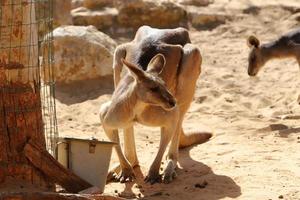 The marsupial mammal kangaroo lives in a zoo in Israel. photo