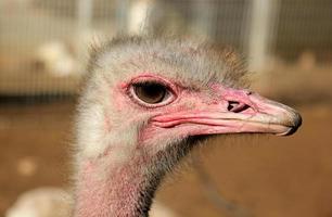 aves en un para niños ciudad parque en el costa en Israel. foto