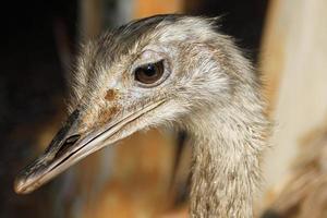 aves en un para niños ciudad parque en el costa en Israel. foto