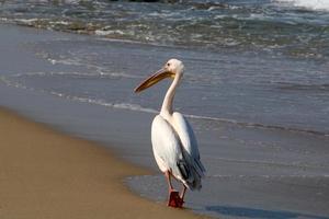 aves en un para niños ciudad parque en el costa en Israel. foto