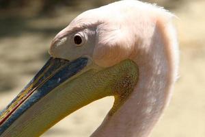 Birds in a children's city park on the seashore in Israel. photo