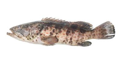 Fresh red spot grouper isolated on white background with clipping path, Close up photo of biig sea fish