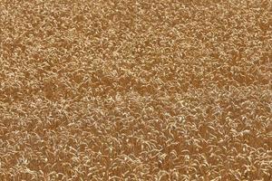 golden spikelets of wheat in the field close up. Ripe large golden ears of wheat against the yellow background of the field. Close-up, nature. The idea of a rich summer harvest, farming photo
