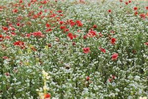 Field of Corn Poppy Flowers Papaver rhoeas in Spring photo