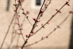 pink cherry blossom on the branch with cherry buttons detail, with the wood in the background photo