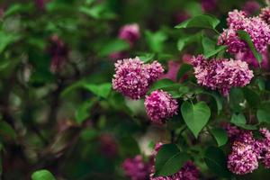 floreciente lila rosado flores colorido antecedentes. jeringuilla meyeri palibín foto