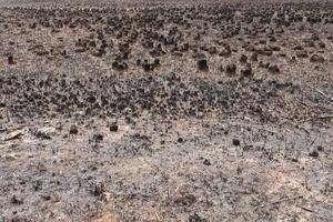 Efectos del fuego de pastos en los suelos. hierba carbonizada después de un incendio de primavera. superficie negra del campo rural con hierba quemada. Consecuencias del incendio provocado y la quema de rastrojos. secuelas de los desastres naturales. foto