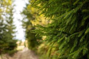 Green prickly branches of a fur-tree or pine. Fluffy fir tree branch close up. background blur photo