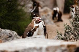 Cute brown penguins walking in a natural park. selective focus
