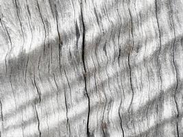 Old wood texture crack, gray-white tone. Use this for wallpaper or background photo
