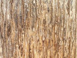 Seamless texture of  bark has a rough, brown texture, suitable for making a background. And wallpapers There is a blank space for writing messages. photo