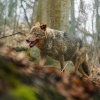 Iberian wolf in zoo photo