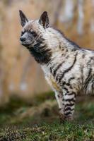 Arabian Striped hyaena photo