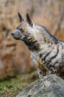 Arabian Striped hyaena photo