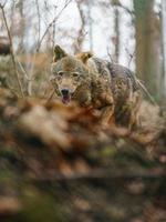 Iberian wolf in zoo photo