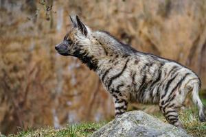 Arabian Striped hyaena photo