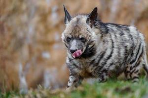 Arabian Striped hyaena photo