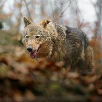 Iberian wolf in zoo photo