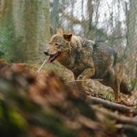 Iberian wolf in zoo photo