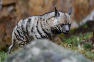 Arabian Striped hyaena photo