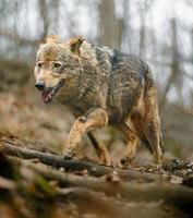 Iberian wolf in zoo photo