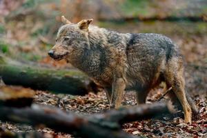 Iberian wolf in zoo photo