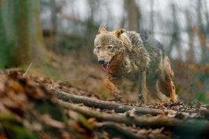 Iberian wolf in zoo photo