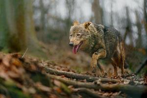 Iberian wolf in zoo photo