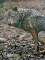 Iberian wolf in zoo photo
