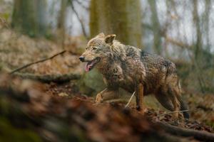 Iberian wolf in zoo photo