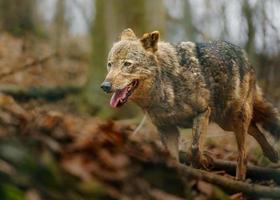 Iberian wolf in zoo photo