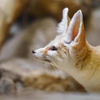 Fennec in zoo photo