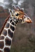 Reticulated Giraffe in zoo photo