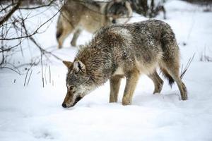 Gray wolf in the snow photo