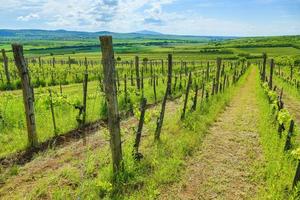 antiguo viñedo con el tokaj colina detrás foto