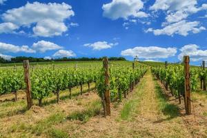 tarcal, terezia viñedo, cerca tokaj foto