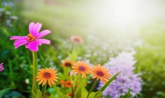 flowers in the field nature background photo