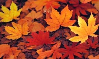 autumn leaves background photo