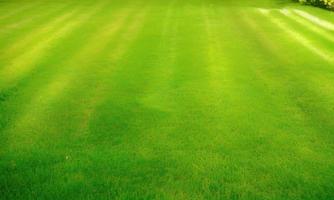 green grass field background photo