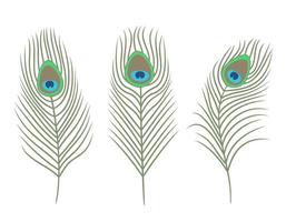 Set of peacock feathers in flat style. vector