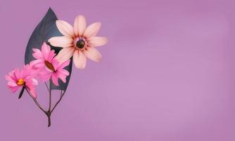 pink flower purple background photo