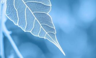 blue leaf blue background photo