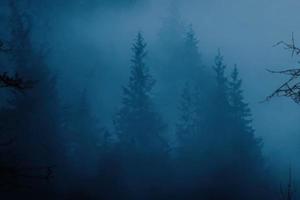 fog in the forest blue background photo