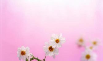 flower on pink background photo