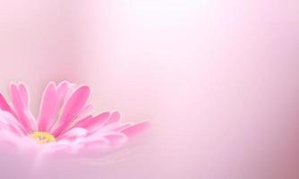 flowers on pink background photo